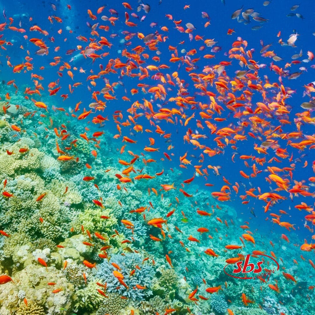 Un folto gruppo di pesci arancioni che nuotano nell'oceano durante MSC Crociere.
