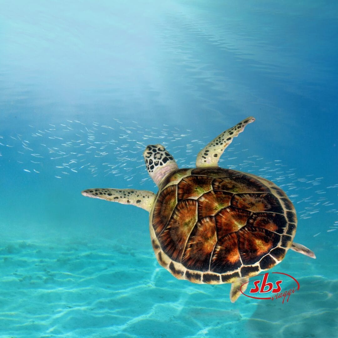 Una tartaruga marina che nuota con grazia nell'oceano.