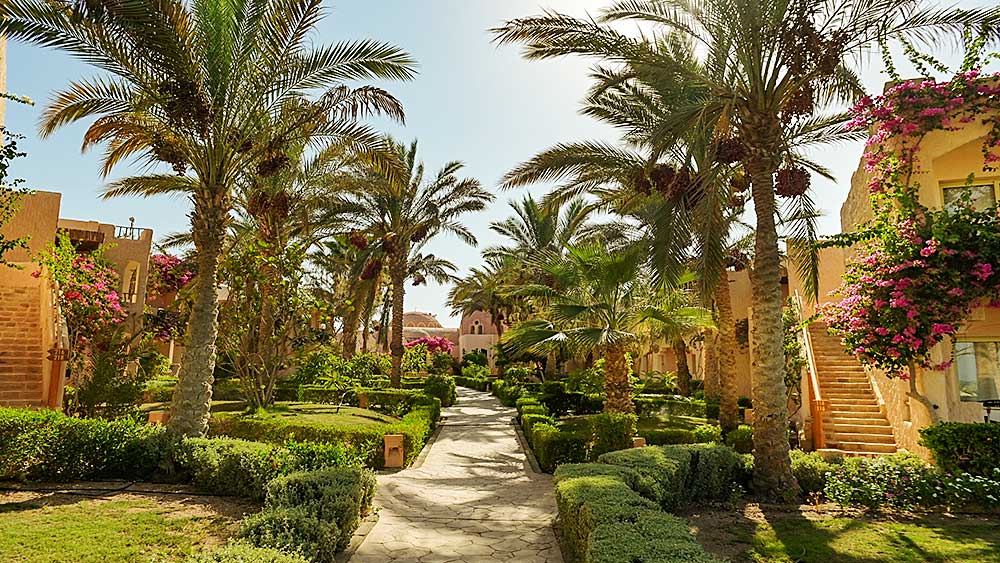 Un tranquillo sentiero nel giardino fiancheggiato da palme e arbusti fioriti conduce verso un edificio dell'offerta villaggio Marsa Alam dall'architettura tradizionale.