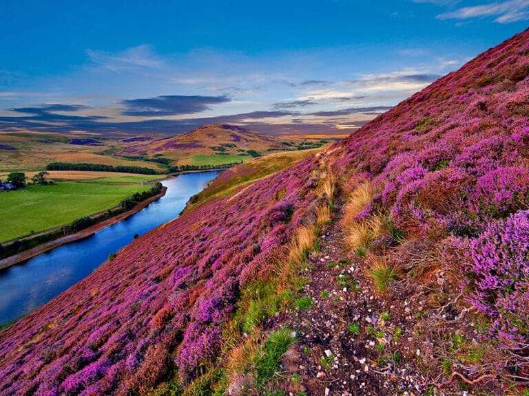 Il vivace paesaggio della Scozia mostra una collina ricoperta di erica viola con un fiume che curva attraverso la valle al tramonto.