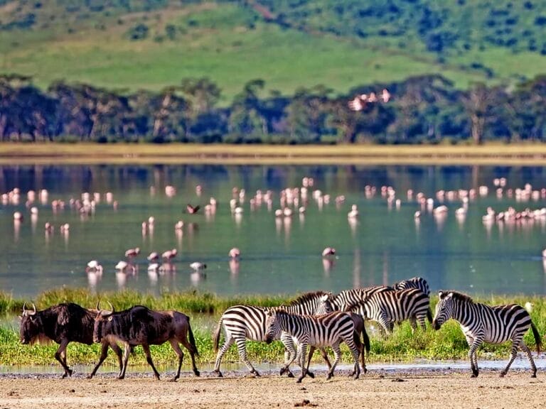 Zebre e gnu camminano lungo la riva di un lago con numerosi fenicotteri nell'acqua e verdi colline sullo sfondo, mettendo in mostra la bellezza naturale della Tanzania.