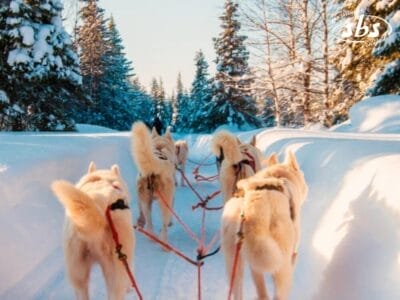 Nel meraviglioso paesaggio invernale di Rovaniemi, una squadra di cani da slitta traina una slitta lungo un sentiero innevato, circondato da alberi innevati e sotto un cielo limpido, creando un'incantevole scena da favola.