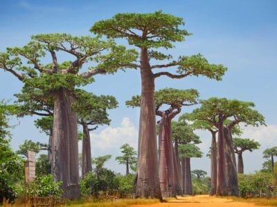 Alti baobab costeggiano un sentiero sterrato sotto un cielo azzurro e terso, delimitati da una vegetazione verde lussureggiante, creando una scena che ricorda una bozza automatica, un'opera d'arte spontanea e spontanea.