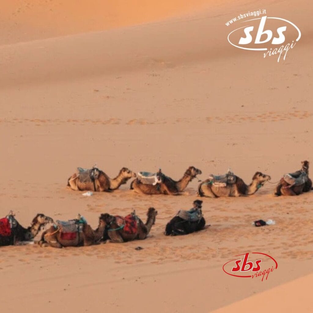 Una fila di cammelli riposa sulle sabbie dorate del Grande Sud, ognuno dotato di sella e borsa, sotto la vasta distesa del paesaggio desertico del Marocco. In lontananza, una maestosa kasbah si erge come sentinella di questa scena senza tempo.