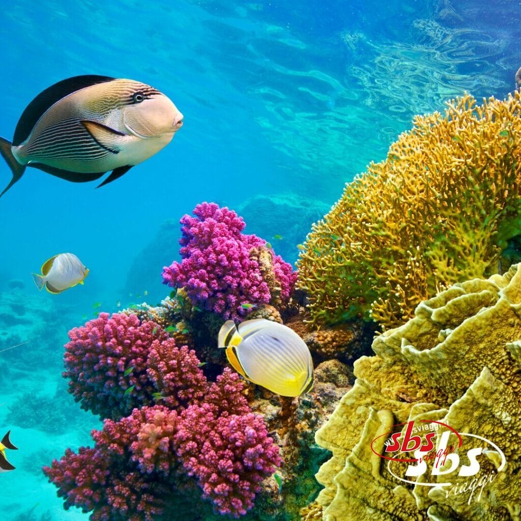 Una varietà di pesci colorati nuota vicino alle vivaci barriere coralline subacquee di Sharm; il logo di SBS Diving appare nell'angolo in basso a destra.