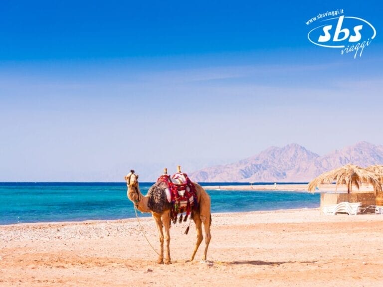 Un cammello con una sella colorata è in piedi su una spiaggia sabbiosa vicino al Mar Rosso, con le montagne sullo sfondo e un riparo dal sole con il tetto di paglia nelle vicinanze.