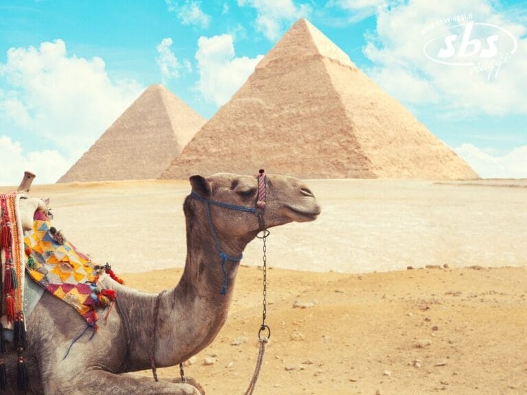 In primo piano è raffigurato un cammello con una sella colorata, mentre sullo sfondo si vedono le Piramidi di Giza sotto un cielo azzurro: una scena iconica de Il Cairo, perfetta prima di imbarcarsi per una Crociera sul Nilo.