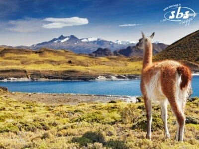 Un guanaco è in piedi su un terreno erboso in Patagonia, con vista su un lago blu con montagne e cime innevate sullo sfondo, sotto un cielo parzialmente nuvoloso.