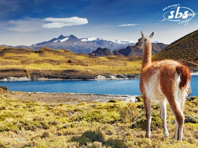 Un guanaco è in piedi su un terreno erboso in Patagonia, con vista su un lago blu con montagne e cime innevate sullo sfondo, sotto un cielo parzialmente nuvoloso.