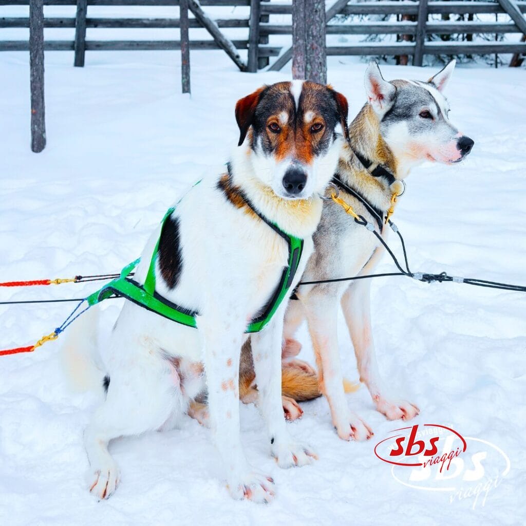 Due cani da slitta imbracati siedono uno accanto all'altro nella neve, con una recinzione di legno sullo sfondo, pronti per un'avventura nel meraviglioso paese invernale durante il Tour Lapponia.