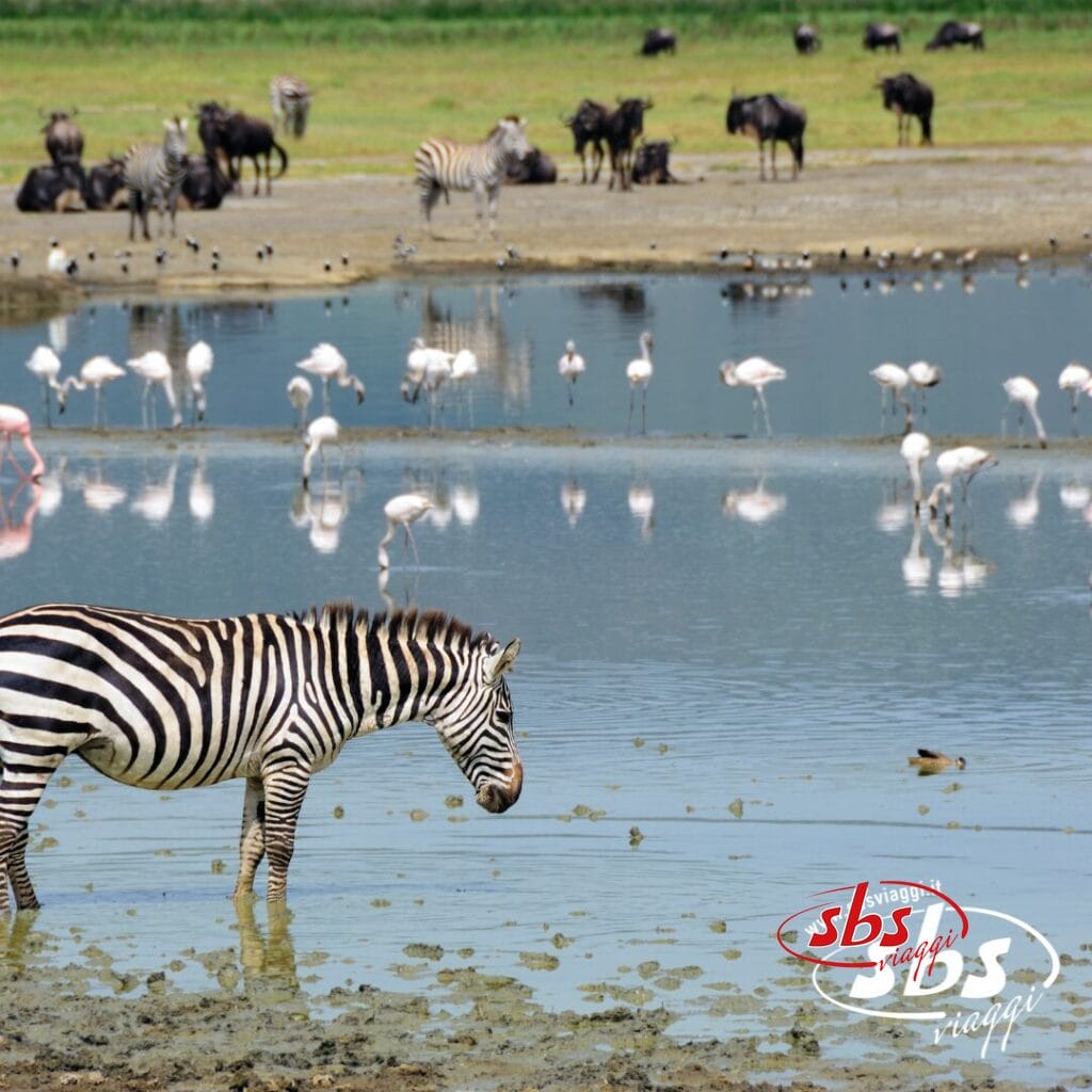 Una zebra che guada l'acqua nei Parchi del Nord, in Tanzania, circondata da fenicotteri, gnu e altre zebre vicino a uno stagno tranquillo.