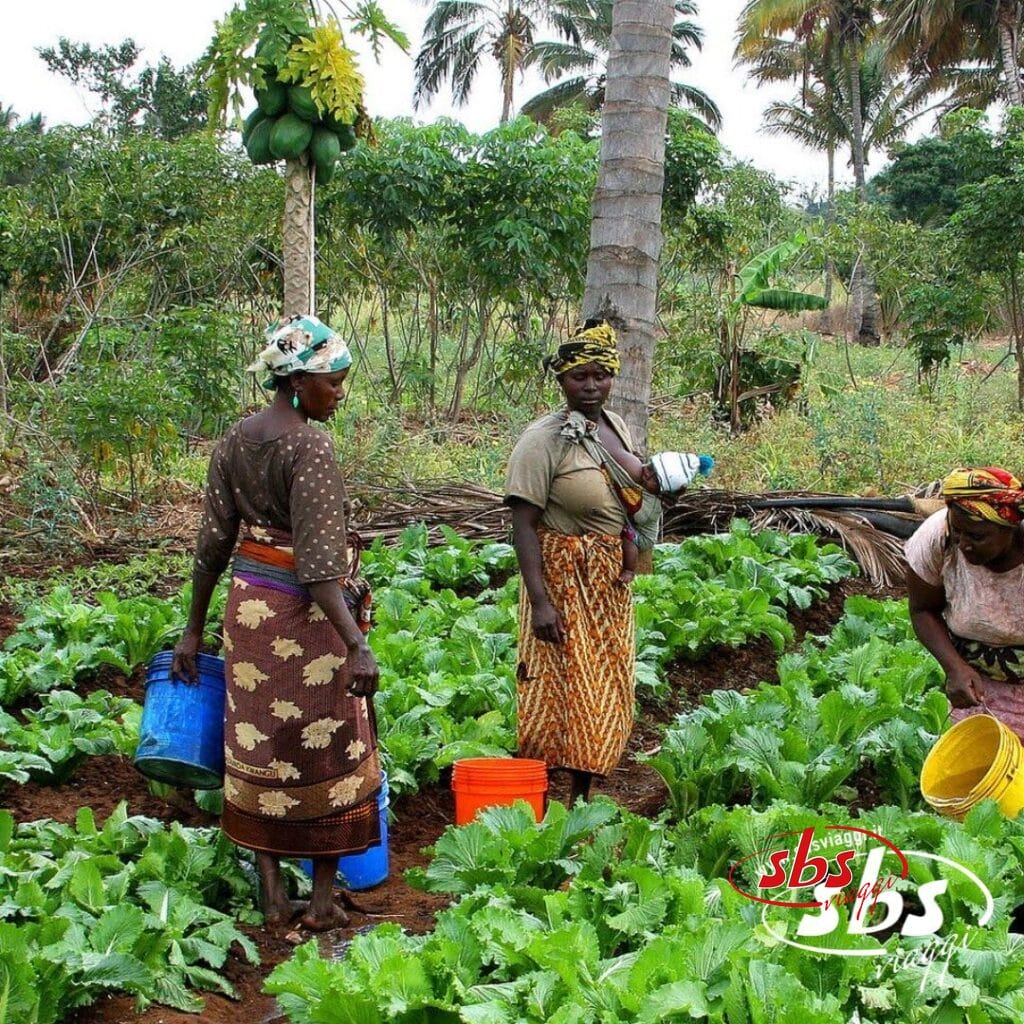 Tre donne che lavorano con i secchi in un rigoglioso orto, circondate da palme e altri alberi, catturano lo spirito della vita quotidiana in Tanzania.