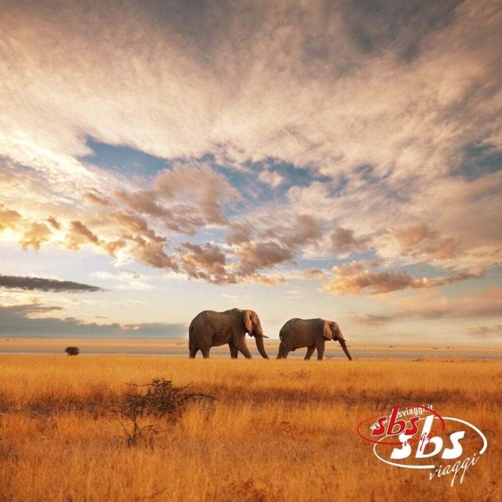Due elefanti camminano in una savana dall'erba dorata sotto un cielo nuvoloso e spettacolare al tramonto, catturando lo spirito della scoperta in Kenya.