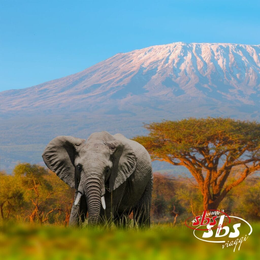 Un elefante si trova di fronte al monte Kilimanjaro ad Amboseli, con alberi di acacia ed erba in primo piano.