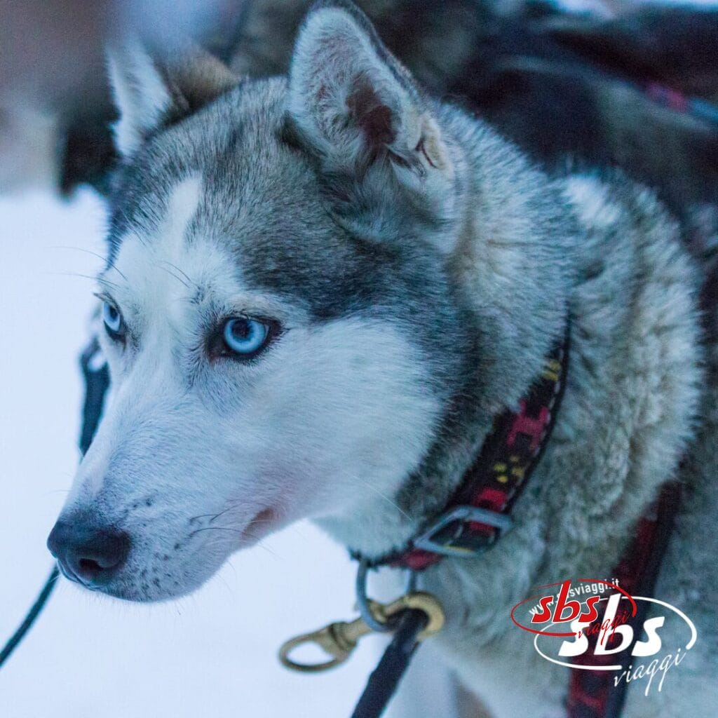 Un primo piano di un husky dagli occhi azzurri che indossa una pettorina, con un altro cane leggermente visibile sullo sfondo. La pettorina è dotata di anello metallico e clip. La magia di Incanto Boreale traspare, con il logo 
