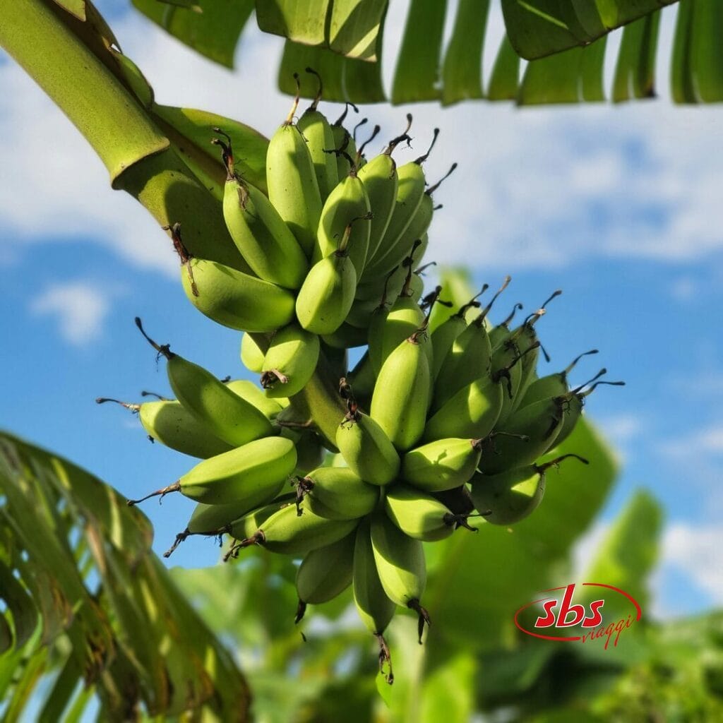 Un grappolo di banane verdi acerbe pende da una pianta di banano, circondato da grandi foglie verdi sotto un cielo azzurro: uno scenario vivace spesso ammirato durante un tour della Cambogia.