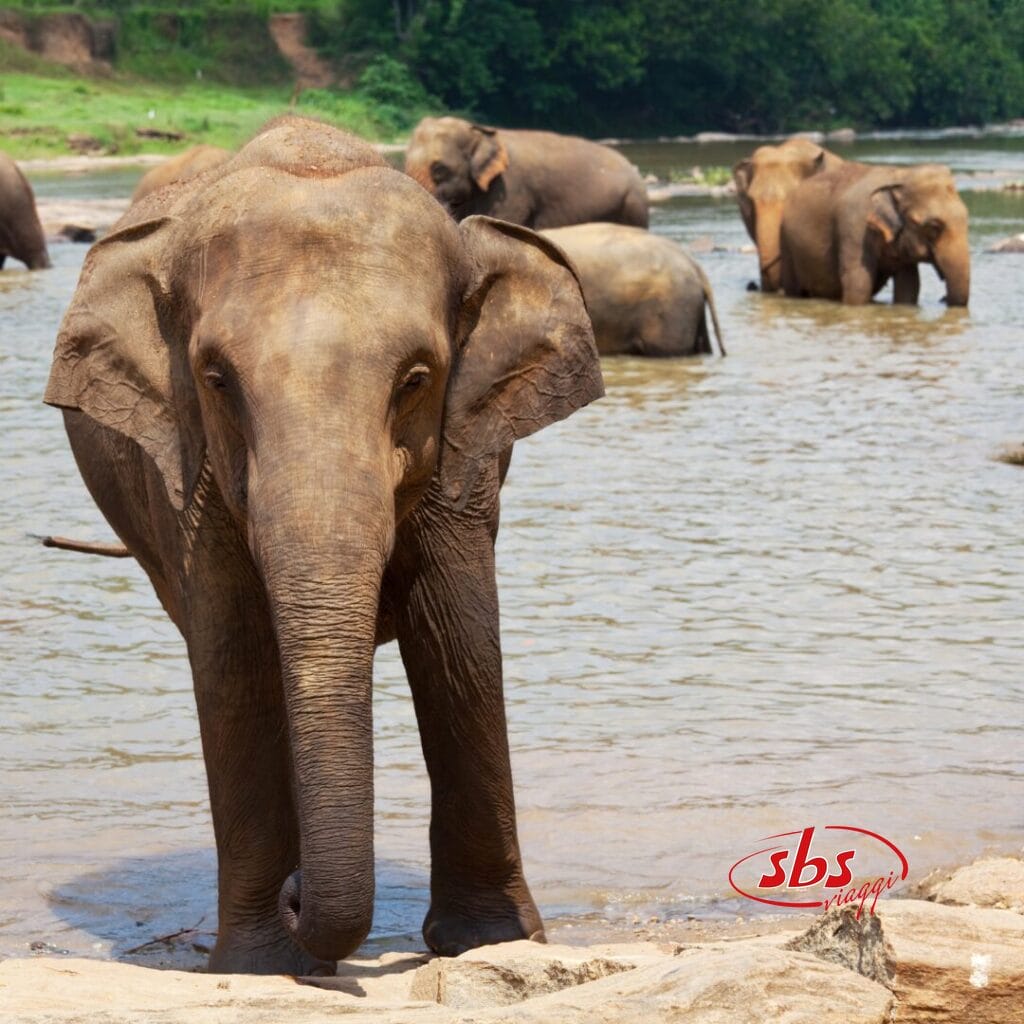 Un gruppo di elefanti sta fermo e guada un fiume poco profondo, circondato da alberi rigogliosi: un momento di serenità che mette in mostra la bellezza della natura dello Sri Lanka.
