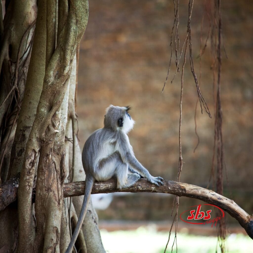 Una scimmia grigia è seduta su un ramo d'albero, con lo sguardo rivolto altrove, con grandi radici e uno sfondo sfocato: una scena incantevole di un tour dello Sri Lanka.