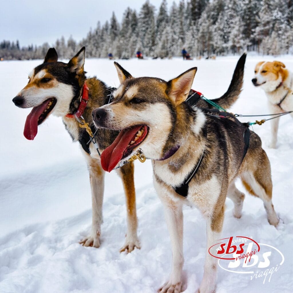 Tre cani da slitta con le imbracature sono fermi sul terreno innevato, ansimando e con la lingua fuori, in un paesaggio invernale lappone con alberi sullo sfondo: uno scorcio della Lapponia in breve prima della tua prossima avventura a Milano.