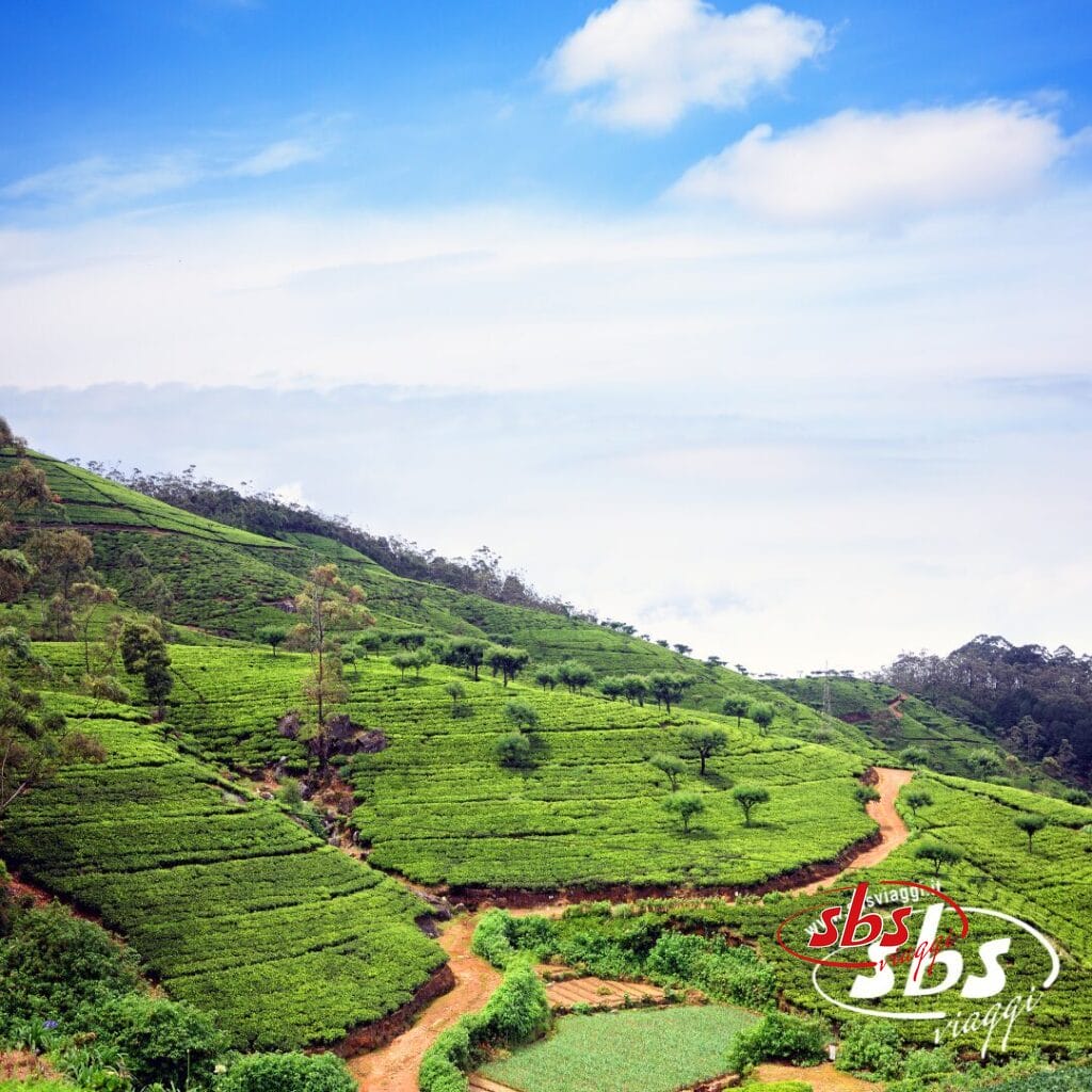 Una collina verde con piantagioni di tè sotto un cielo azzurro parzialmente nuvoloso, con sentieri tortuosi e alberi sparsi: una vista iconica di un tour dello Sri Lanka.