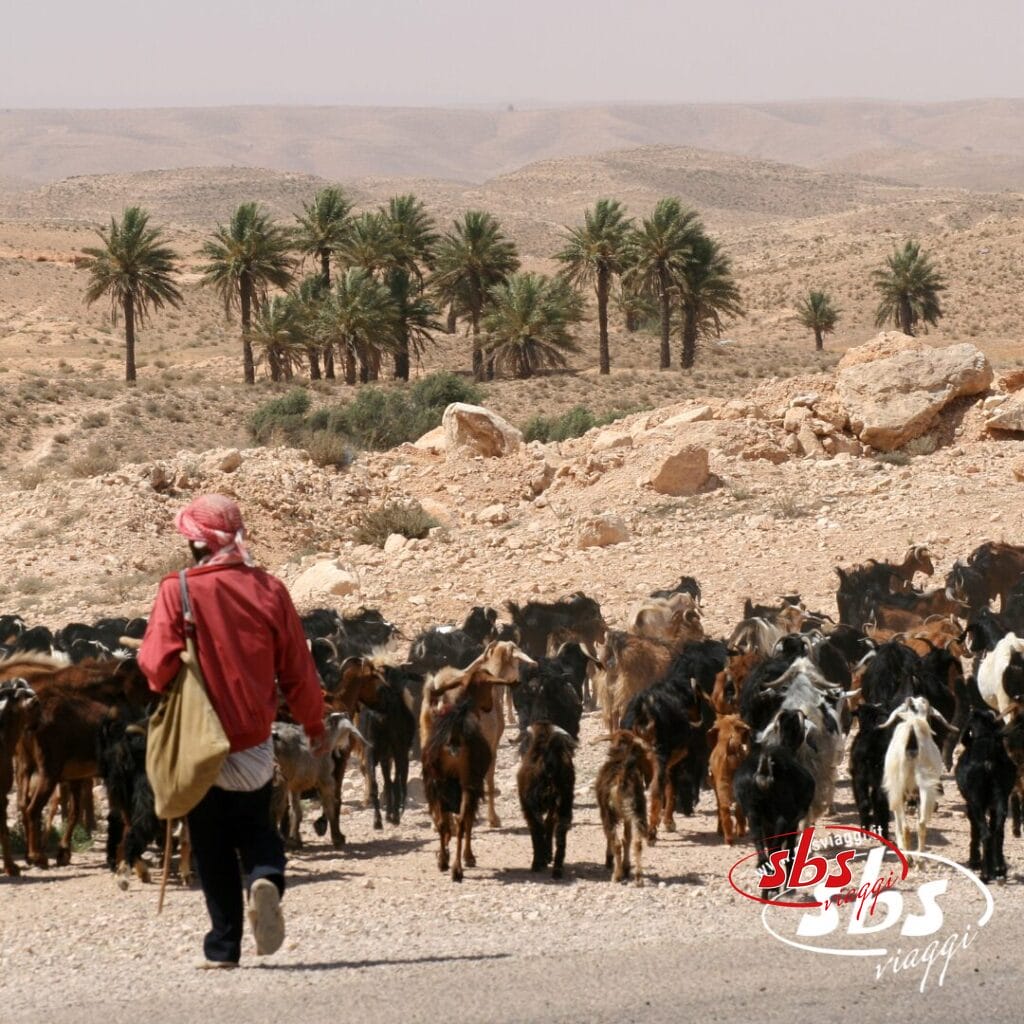 Una persona che pascola le capre in un paesaggio desertico roccioso vicino a un'oasi, con palme sullo sfondo: un'immagine che cattura la bellezza selvaggia della Tunisia.