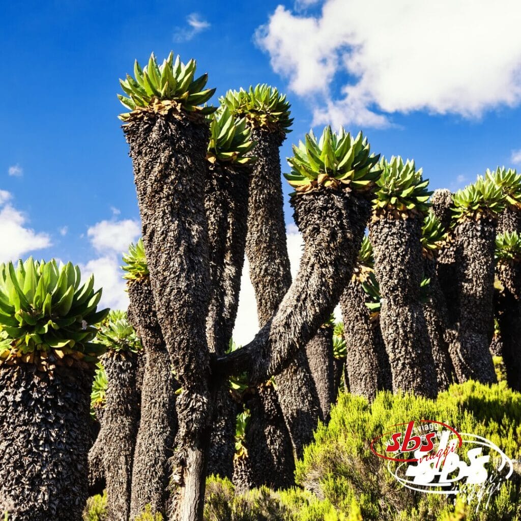 Piante succulente alte e insolite, con tronchi spessi e rosette verdi, evocano i suggestivi paesaggi del Kenya, risaltando vividamente contro un cielo azzurro brillante e nuvoloso.