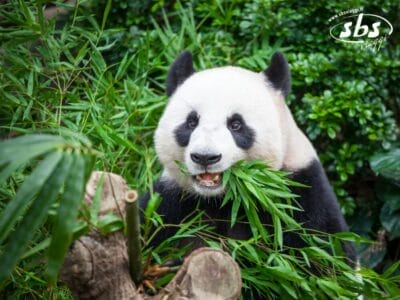 Un panda gigante che mangia foglie di bambù in un ambiente verdeggiante, con il logo "sbs viaggi" nell'angolo in alto a destra: perfetto per la tua avventura Cina Classica o Tour Balla coi Panda.