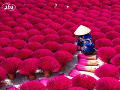 Una persona che indossa un cappello conico è seduta tra fasci di bastoncini di incenso rosa acceso disposti in file ad asciugare: una scena vivida di un'autentica esperienza di Tour Experience Vietnam.
