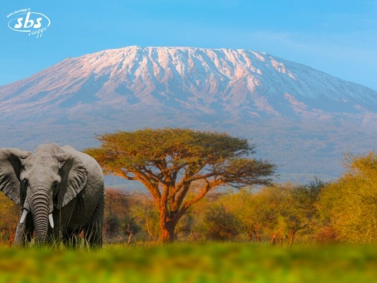 Un elefante è in piedi nell'erba con il Monte Kilimanjaro e un albero di acacia sullo sfondo, catturando l'essenza di un'avventura del Gran Tour Tanzania: uno sguardo ai paesaggi mozzafiato che troverai durante il tuo tour in Tanzania.