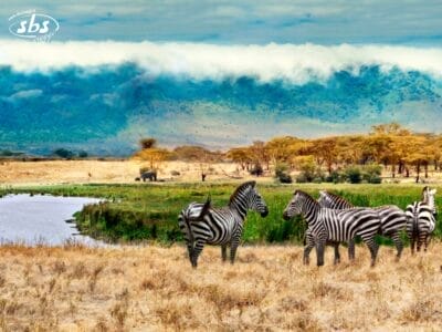 Cinque zebre sono in piedi sull'erba secca vicino all'acqua, con alberi e montagne nebbiose sullo sfondo, catturando la bellezza selvaggia di un safari nei Parchi del Nord della Tanzania.